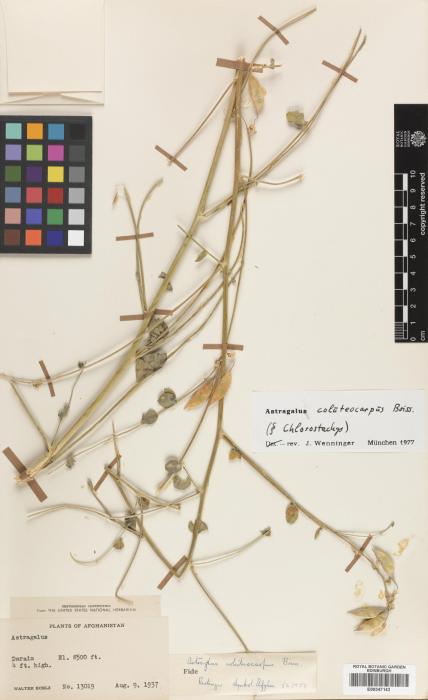 Astragalus coluteocarpus image