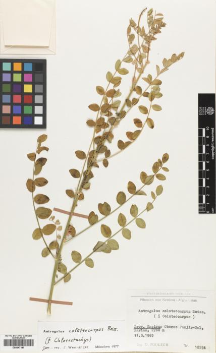 Astragalus coluteocarpus image