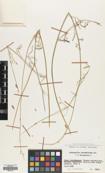 Astragalus leptostachys image