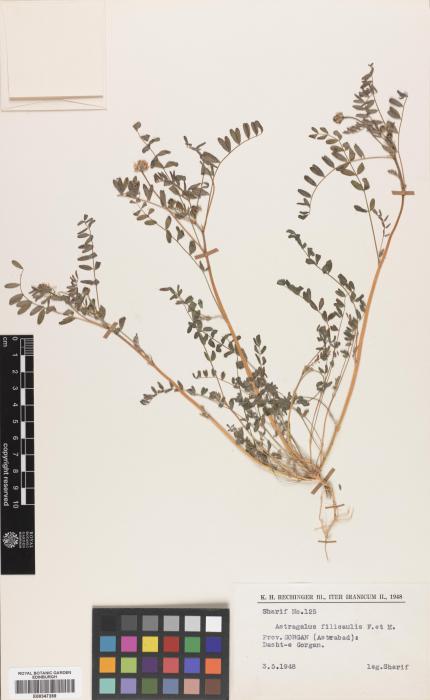 Astragalus filicaulis image