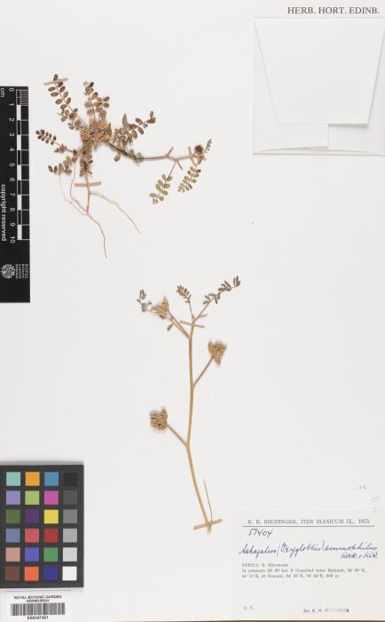 Astragalus varius image