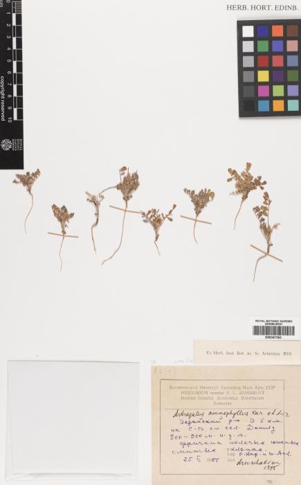Astragalus varius image