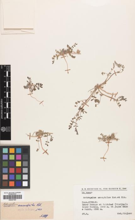 Astragalus varius subsp. varius image