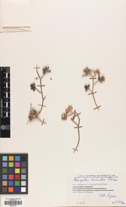 Astragalus coronilla subsp. semnanicus image