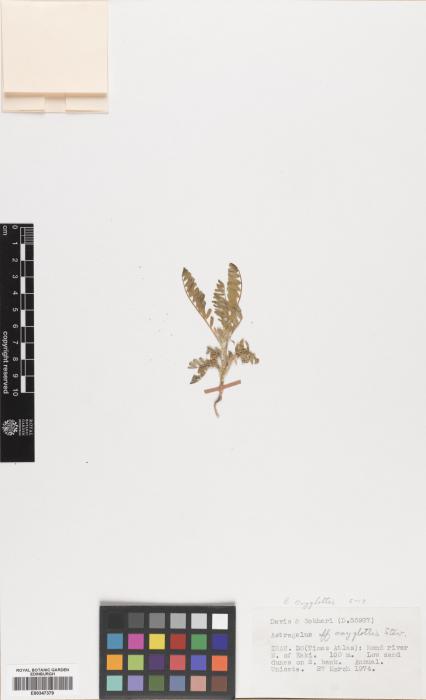 Astragalus oxyglottis var. psiloglottis image