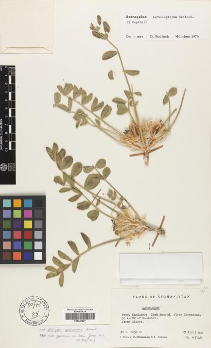 Astragalus cartilagineus image