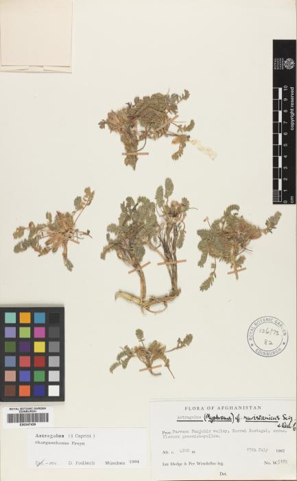 Astragalus staintonianus image