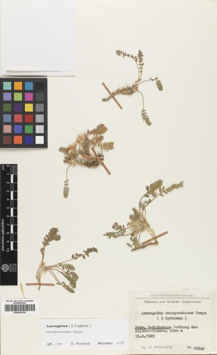 Astragalus charguschanus image