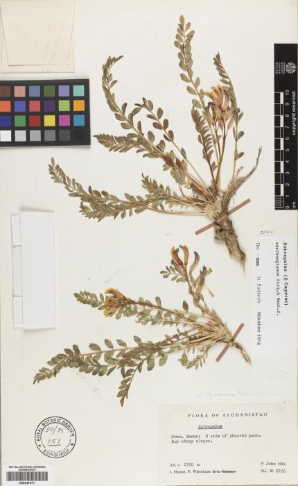 Astragalus edelbergianus image