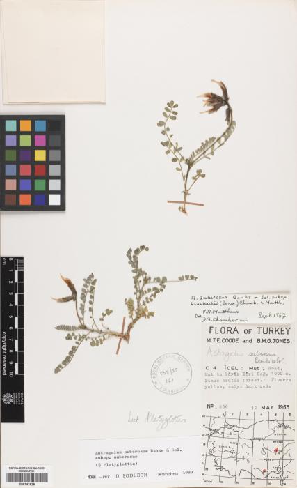 Astragalus suberosus image