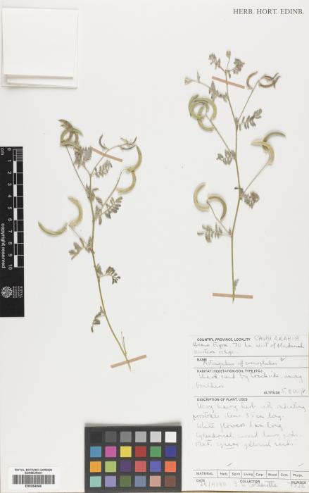 Astragalus eremophilus image
