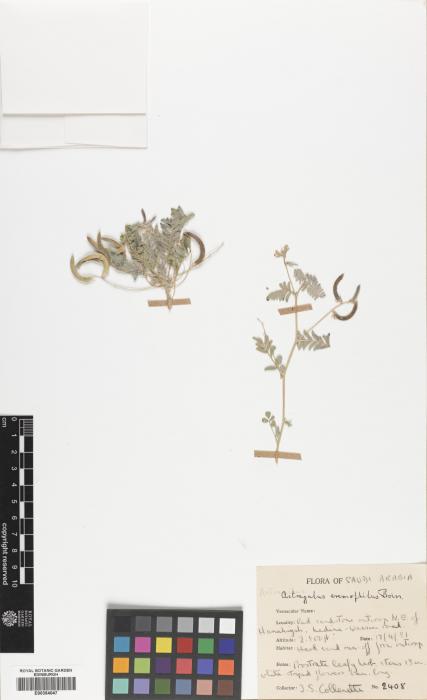 Astragalus eremophilus image