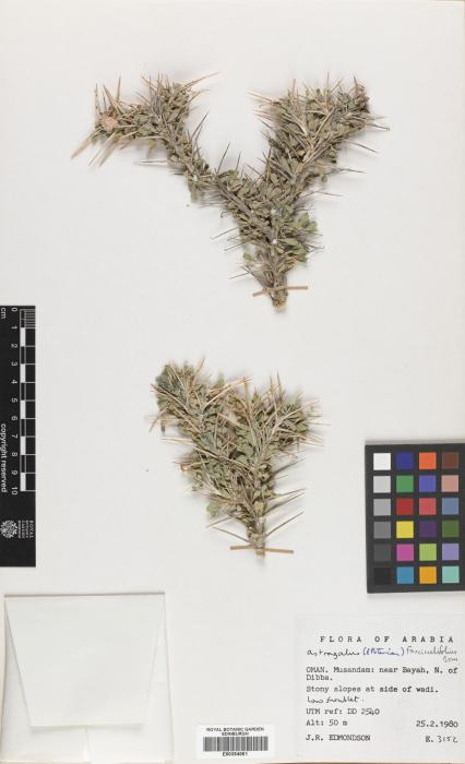 Astragalus bruguieri image