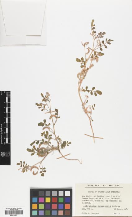 Astragalus hauarensis image