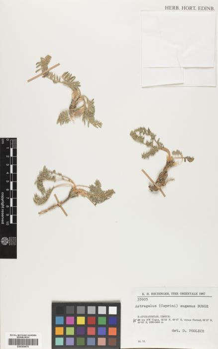 Astragalus auganus image