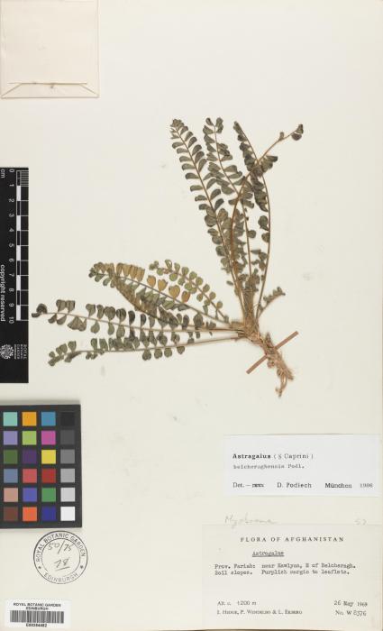 Astragalus belcheraghensis image