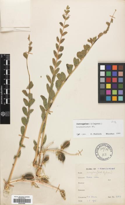 Astragalus brachystachys image