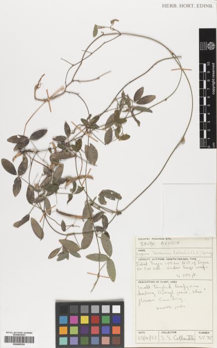 Teramnus repens subsp. gracilis image
