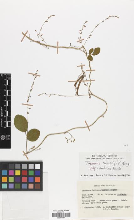 Teramnus labialis subsp. arabicus image